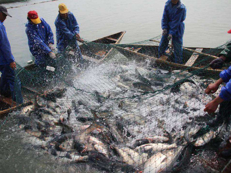 水產(chǎn)養(yǎng)殖水質(zhì)亞硝酸鹽高怎么解決 水產(chǎn)養(yǎng)殖水質(zhì)亞硝酸鹽高怎么解決